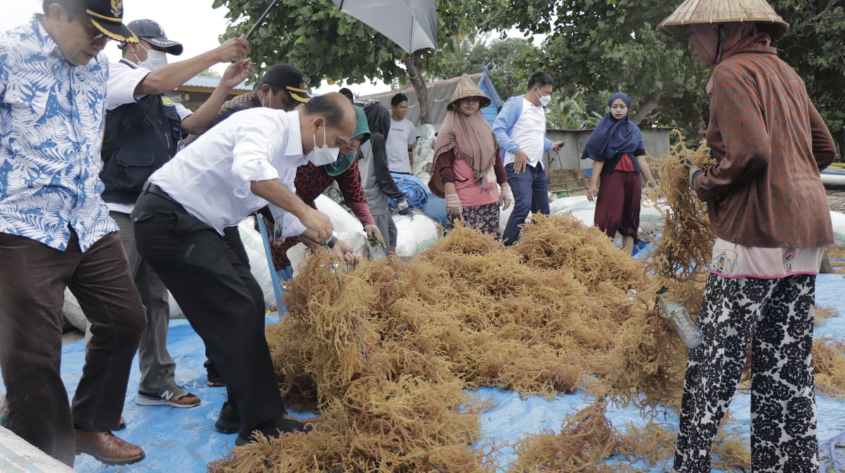 Seaweed Farming