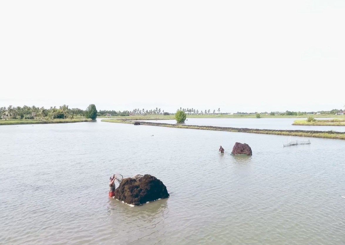 Integrated Seaweed Industry