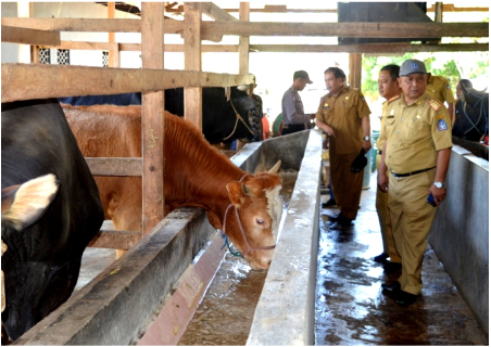 Beef Cattle Cultivation